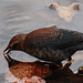 Rusty Blackbird - the leaf flipper