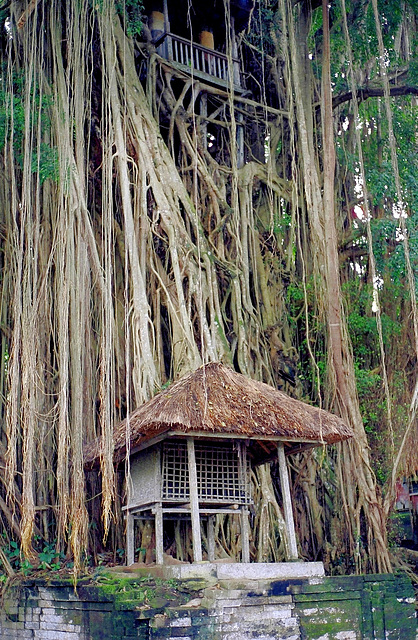Bali, Pura Kehen, heiliger Baum. ©UdoSm