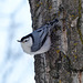 Classic pose of the White-breasted Nuthatch