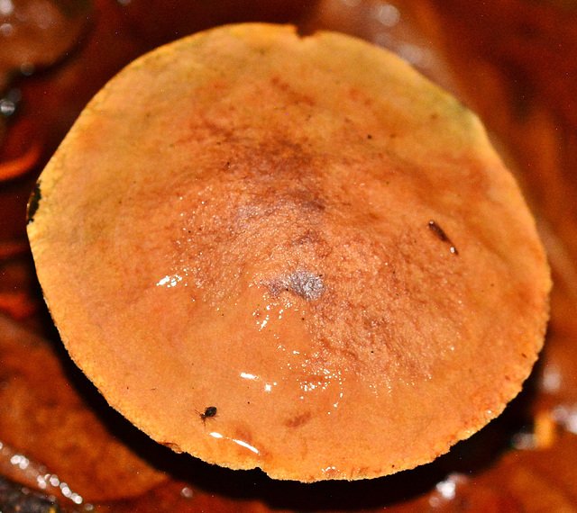 Peppery Bolete. Chaciporus piperatus (mushroom with pores).