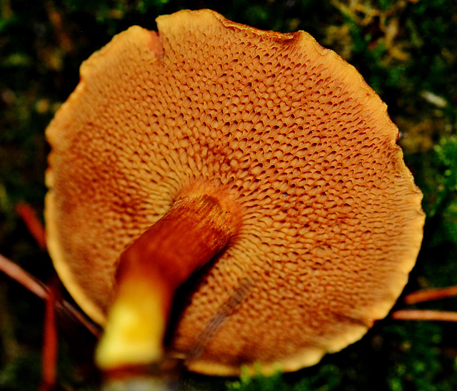 Peppery Bolete. Chaciporus piperatus (mushroom with pores).