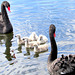 Family Of Swans