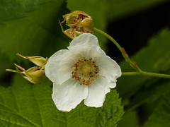 Thimbleberry / Rubus parviflorus