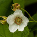 Thimbleberry / Rubus parviflorus