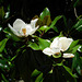 Magnolia parasol