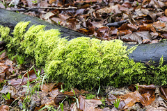 Mossy log