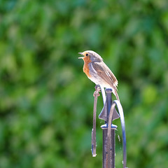 A Little Robin Calling for his Mate