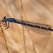 21/366: Damselfly with Lunch