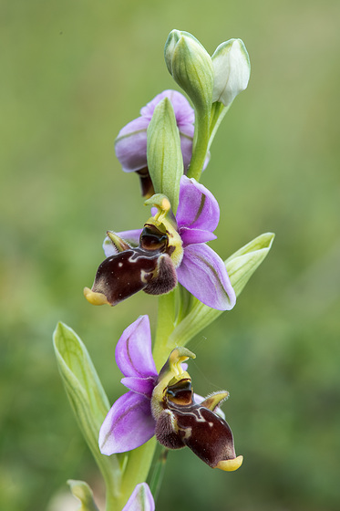 Ophrys scolopax (?) - 2015-04-20--D4 DSC0328