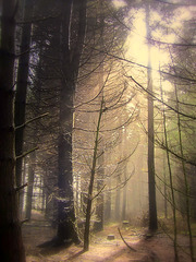 Mist in the Forest