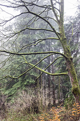 Misty mossy branches 1