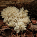 Comb Tooth fungus / Hericium coralloides