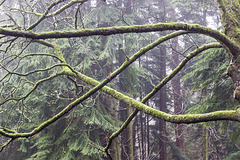 Misty mossy branches 2