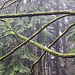 Misty mossy branches 2