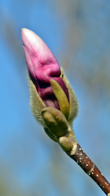 Magnolienknospe oder ein Zeichen auf Frühling