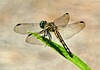 Dragonfly  6193267