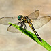 Dragonfly  6193267