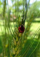 Ladybird on ear of Barley~Harlequin Ladybird (Harmonixa axyridis)