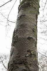 Tree trunk and bark patterns 1