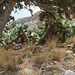 Succulent growth on Spinalonga