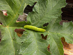 B&M - green caterpillar
