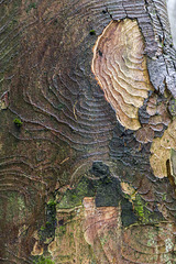 Tree trunk and bark patterns 2
