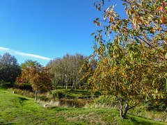 Sunny Autumn Monday - colours by the pond