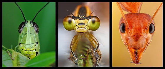 Insect Faces for article