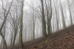 Misty bank of beeches 1