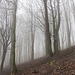 Misty bank of beeches 1