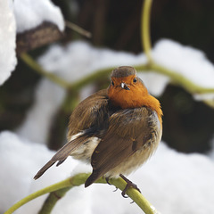 Beaky in the snow.