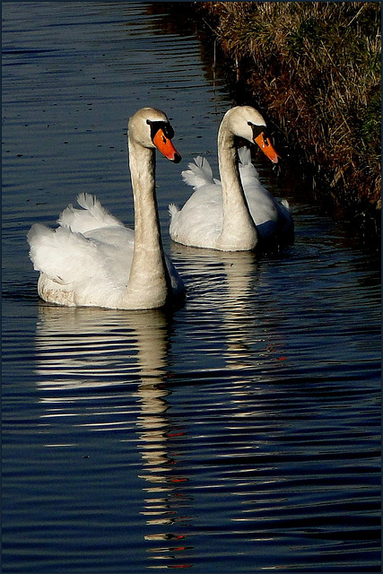 Swan couple...