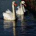 Swan couple...