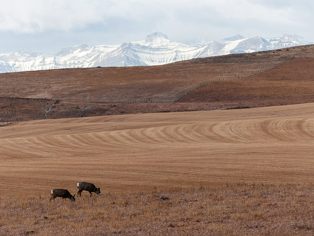 Rolling hills and distant peaks