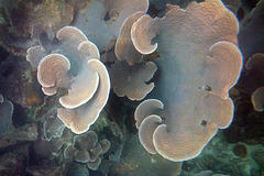 Magnificent Fan Corals
