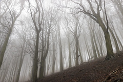 Misty bank of beeches 2