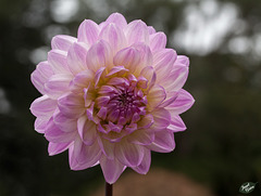 Pictures for Pam, Day 33: Blush Dahlia