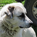 Andolesian Shepherd, farm dog