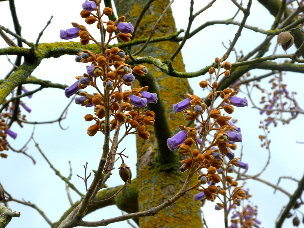 Anna paulowna boom met de eerste bloemen