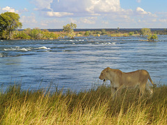 Junger Löwe am Sambesi - PIP nach einem Jahr