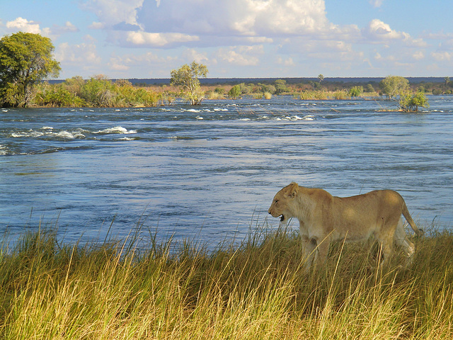 Junger Löwe am Sambesi - PIP nach einem Jahr