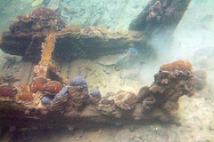 World War II Wreck