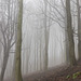 Misty bank of beeches 3