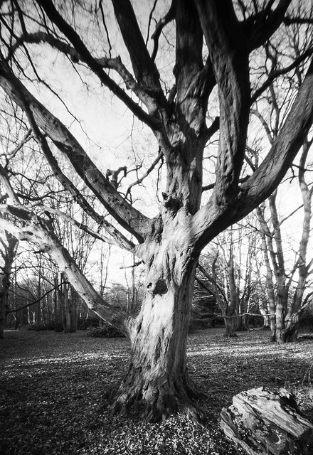 A tree in Lamer Wood
