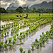 Travail en rizière (2)