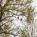 Mixed pair of Red-tailed Hawks
