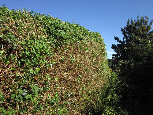 Peter had the first go at the hedge