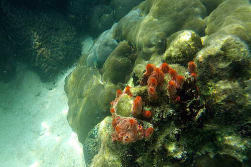 Coral Formation