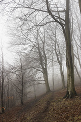 Misty end of the beeches