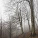 Misty end of the beeches